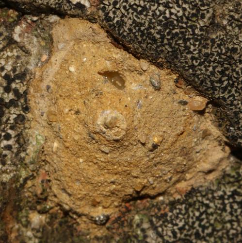 Réf. 242 933 : Eumenes coronatus
